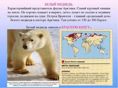 Белый полярный медведь – описание, ареал, питание, размножение, поведение и фото