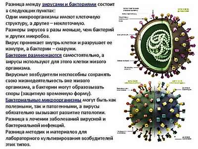 Основные отличия бактерий от вирусов