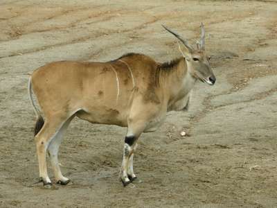 Факты о антилопе канна