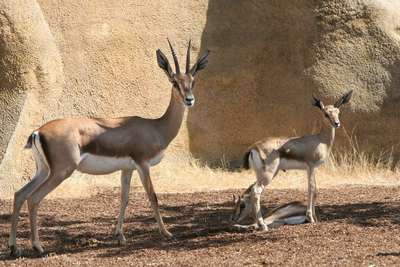 Антилопа мендес, или аддакс – животное адаптированное к жизни в пустыне Сахара