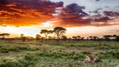 Особенности дикой природы Африки