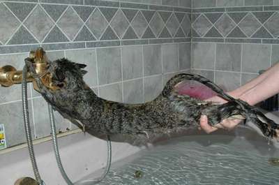 Почему кошки боятся воды? Как помыть кошку, если она не любит воду?