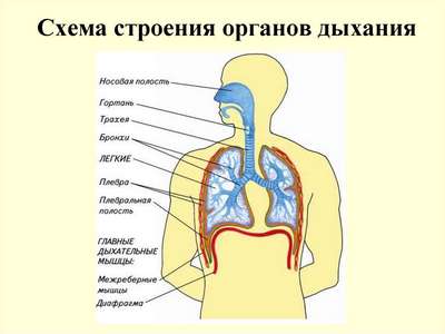 Картинки дыхательная система человека (56 фото)