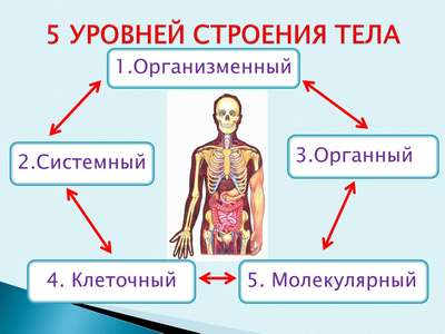 Особенности анатомии тела человека
