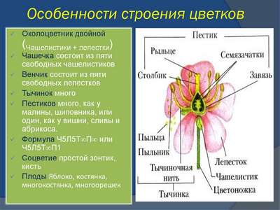 Особенности анатомии растений