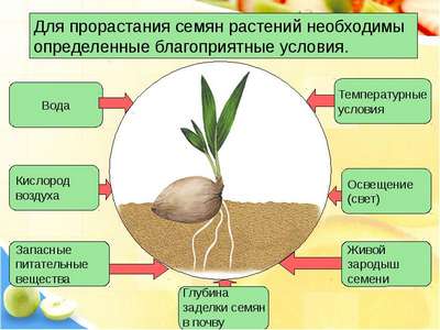 Процесс прорастания семян – стадии, условия и факторы