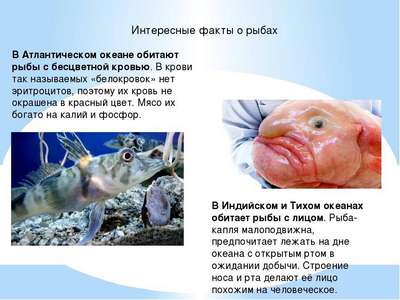 ТОП 10 необычных фактов про рыб