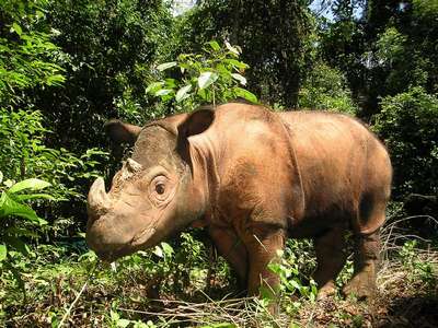 Суматрaнcкий носорог
