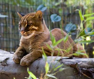 Кошка Темминка или азиатская золотая кошка