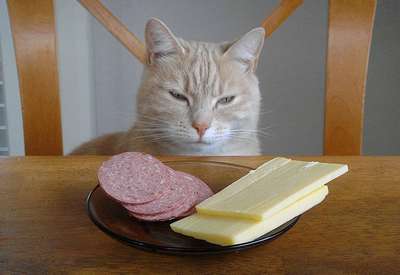 Можно ли давать кошкам сыр?