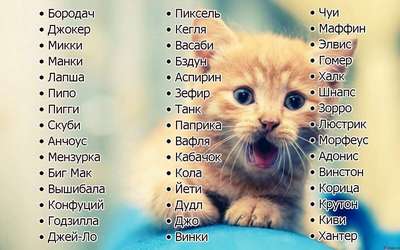 Имена для котов или кошек с белым окрасом шерсти – по алфавиту от А до Я