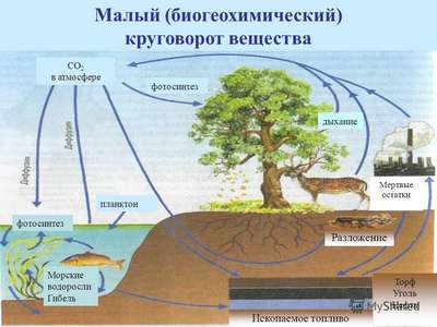 Что такое биогеохимический цикл? Какие виды круговорота веществ существуют в природе?