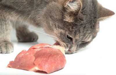 Можно ли кормить кошку сырым мясом?