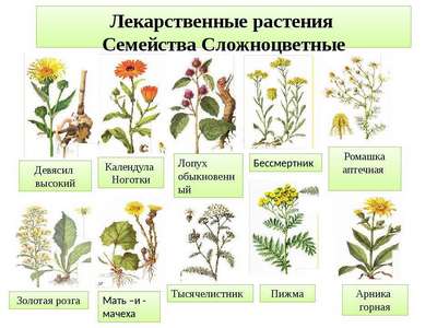 Растения Казахстана: хаpaктеристика, список, названия и фото