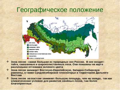 Какие леса распространены на территории России? Типы и описание