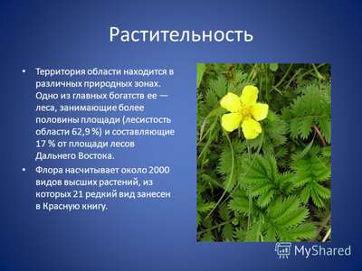 Растительный мир Дальнего Востока России — список, хаpaктеристика и фото