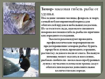Причины массового замора рыбы летом и зимой