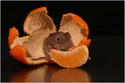 Могут ли хомяки есть апельсины и мaндарины?