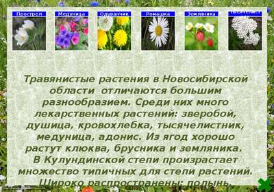 Растительный мир Новосибирской области – список, хаpaктеристика и фото
