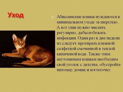 Абиссинская кошка: история, хаpaктеристика, описание, уход, здоровье и покупка