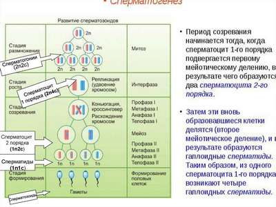 Гаплоидные клетки: процесс образование и количество хромосом