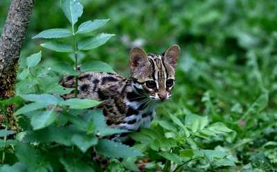 Тигровые кошки: оцелот, маргай, онцилла, и их сравнительная хаpaктеристика