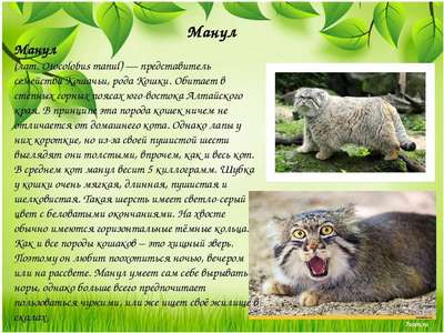 Редкие животные из Красной книги Алтайского края — список, хаpaктеристика и фото