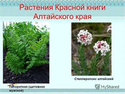 Редкие растения из Красной книги Алтайского края — список, хаpaктеристика и фото