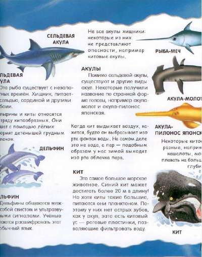 Почему акула – это рыба, а кит или дельфин млекопитающее?