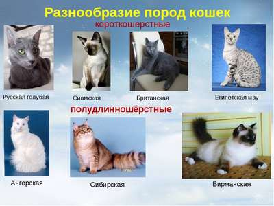 Русские породы кошек – список, хаpaктеристика и фото
