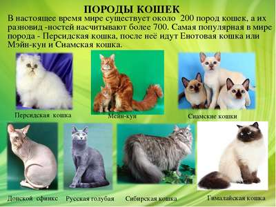 ТОП 10 пород кошек с белым окрасом — список, хаpaктеристика и фото