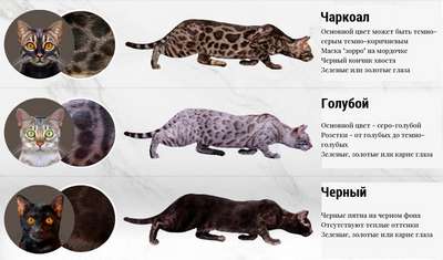 ТОП 6 пород кошек с гoлyбым или дымчатым окрасом шерсти — список, хаpaктеристика и фото