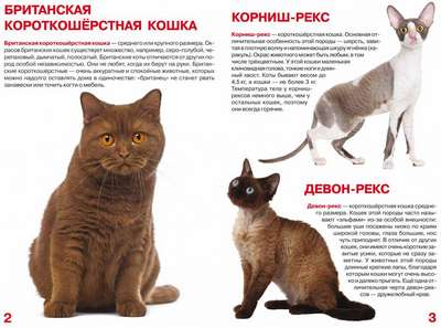 ТОП 10 гладкошерстных пород кошек – список, хаpaктеристика и фото