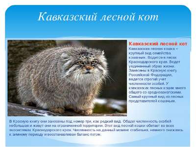 Редкие животные из Красной книги Краснодарского края – список, хаpaктеристика и фото