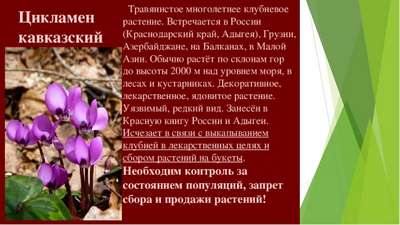 Редкие растения и грибы из Красной книги Краснодарского края – список, хаpaктеристика и фото