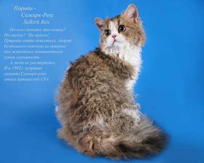 Породы кошек с кудрявой шерстью – список, хаpaктеристика и фото