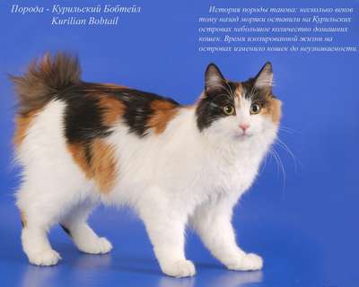 Породы трёхцветных кошек — список, хаpaктеристика и фото