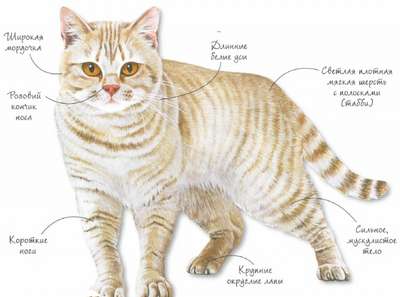 Полосатые породы кошек – список, хаpaктеристика и фото