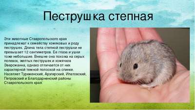 Редкие животные из Красной книги Ставропольского края — список, хаpaктеристика и фото