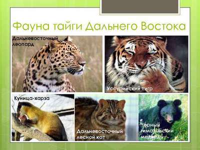 Животный мир Дальнего Востока России – список, хаpaктеристика и фото