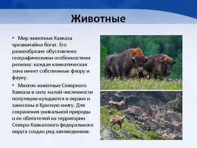 Животный мир Кавказа – список, хаpaктеристика и фото