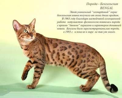 Пятнистые породы кошек – список, хаpaктеристика и фото