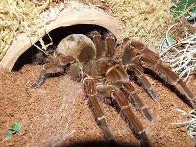 Какой паук самый большой на Земле – фото и описание крупнейших пауков планеты