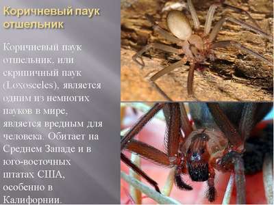 Какой паук самый ядовитый на Земле – фото и описание опаснейших видов пауков