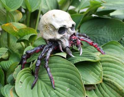 Какой паук самый ужасный и странный на Земле – фото и описание страшных на вид пауков