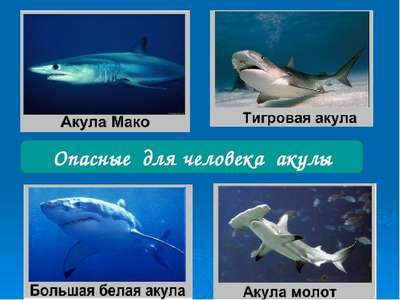 Какие виды акул самые опасные для человека – список, фото и описание