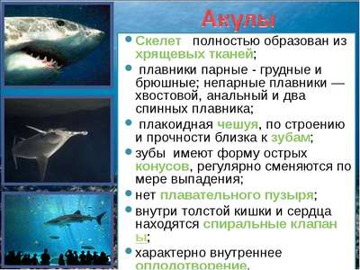 Виды и отряды акул – хаpaктеристика, примеры и фото