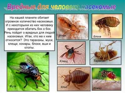 Какие насекомые cмepтельно опасные для человека – список, фото и описания