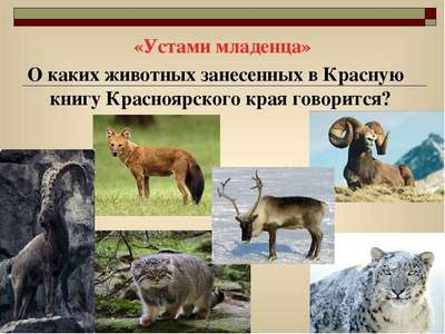 Редкие животные из Красной книги Красноярского края — список, хаpaктеристика и фото