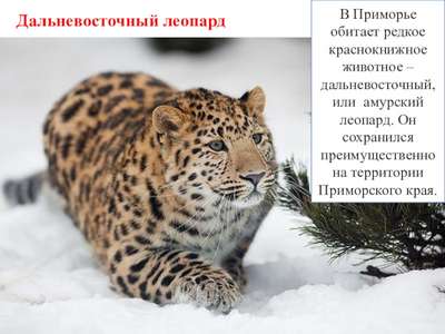 Редкие животные из Красной книги Приморского края — список, хаpaктеристика и фото